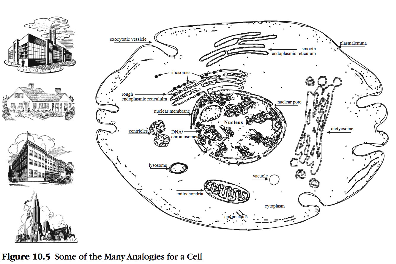 plant cell city analogy project