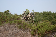 costal sage ecosystem