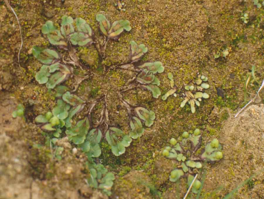 bryophytes hornworts