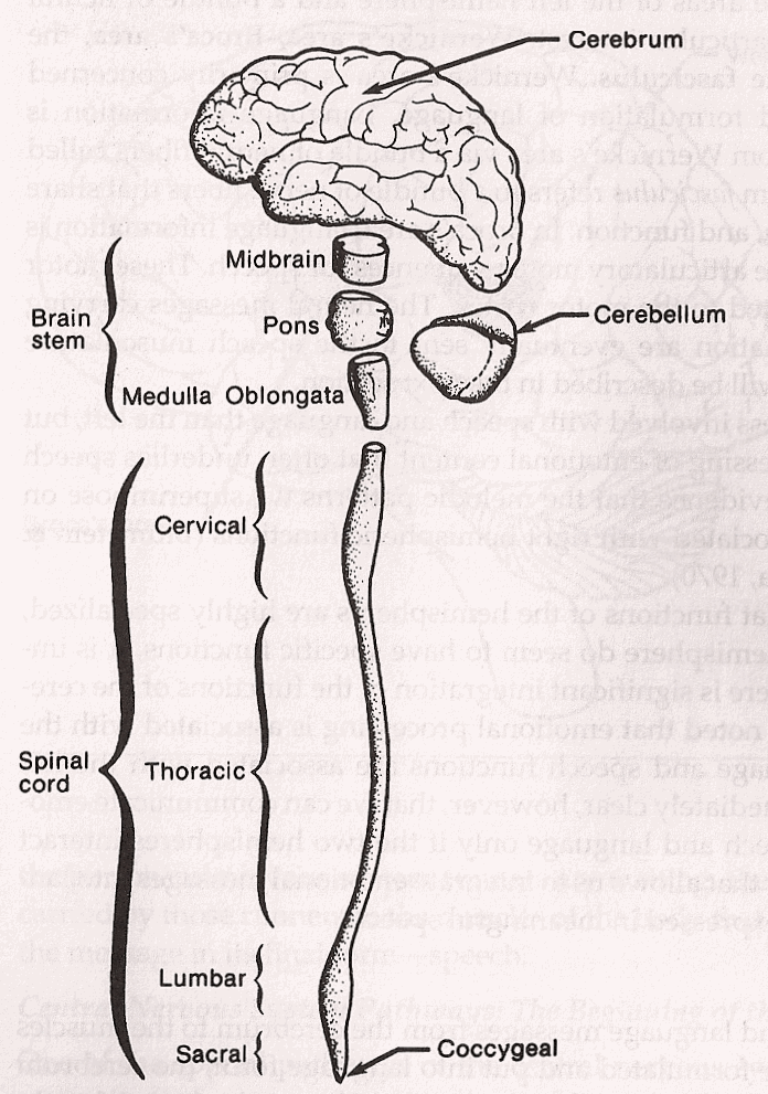 spinal cord medulla oblongata