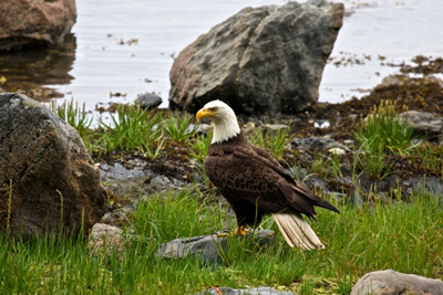 Bald Eagle