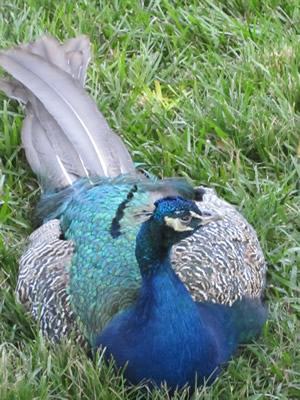 peacock