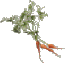 carrots