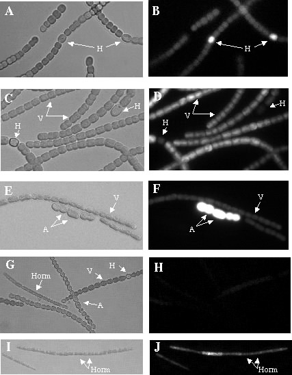 Nostoc cells