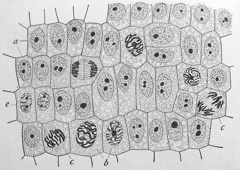 mitosis