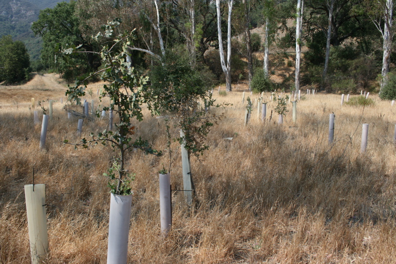 valley oak saplings