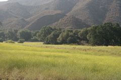 Meadow of mustard