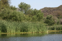 pond ecosystem