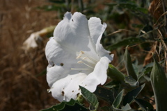 Datura