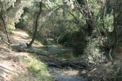 riparian habitat