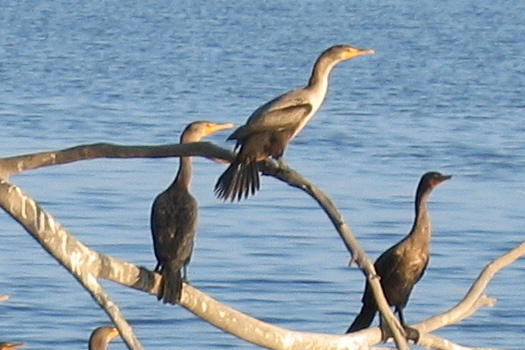 cormorants