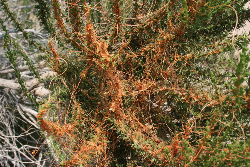 Dodder, parasitic plant