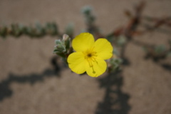 flowers in costal sage