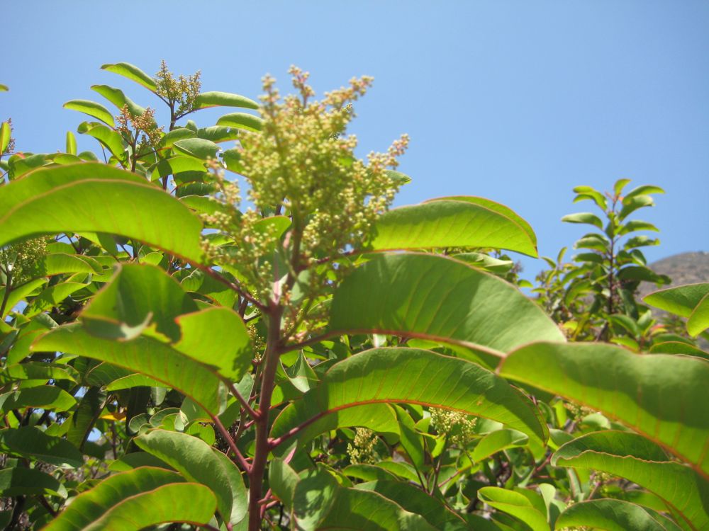 laurel sumac