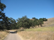 Yellow mustard, Cheeseboro Canyon