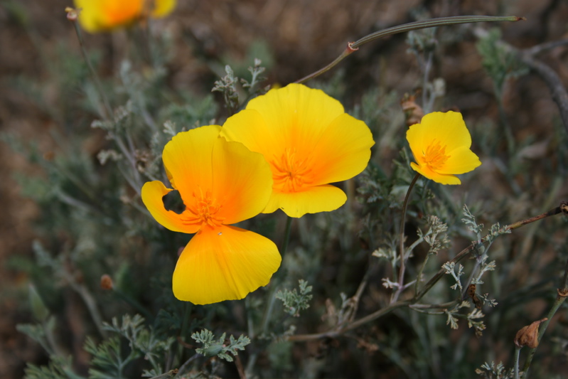 California Poppy