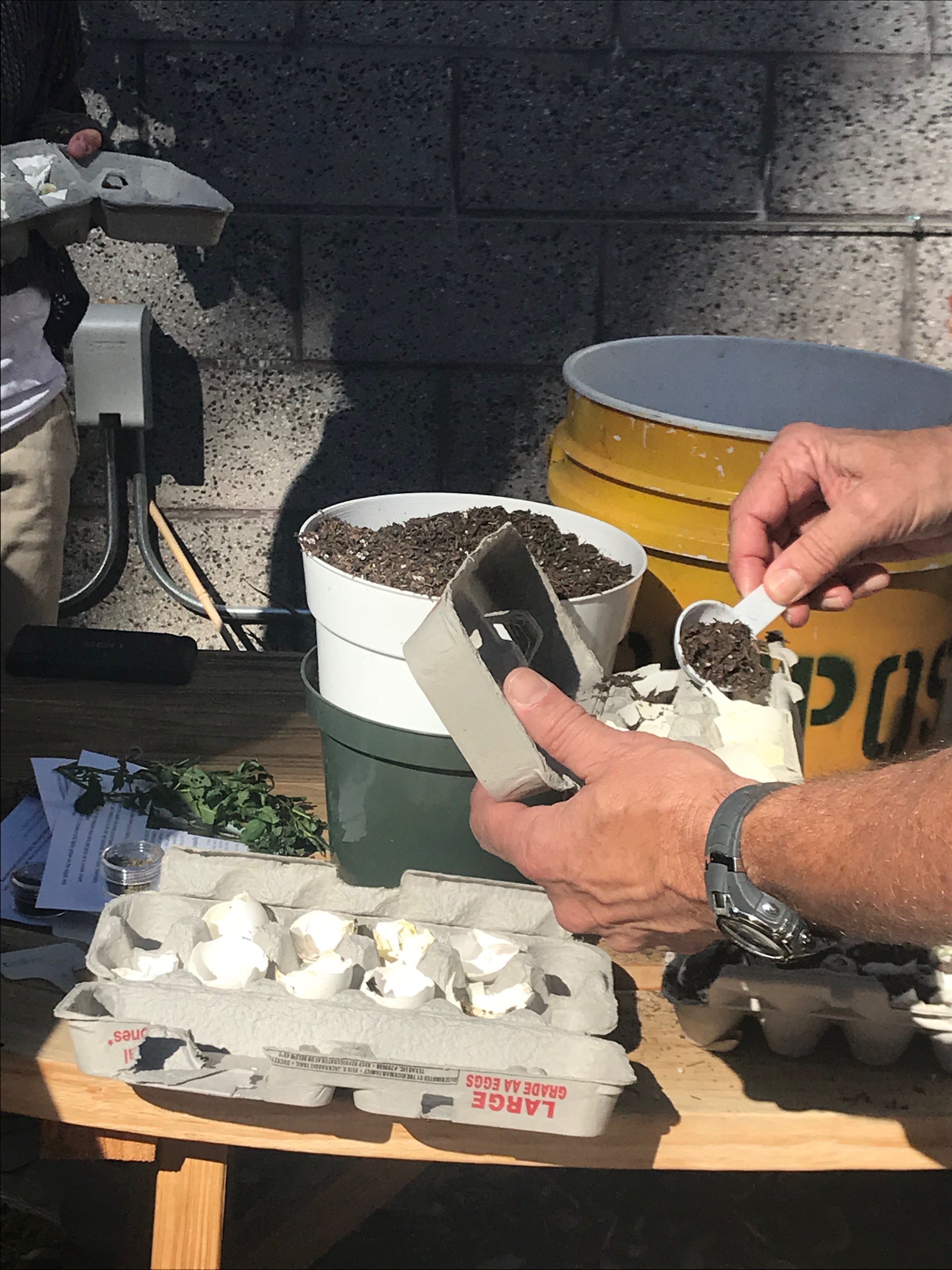 herb garden in an eggshell