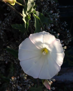 flower in half sun half shade