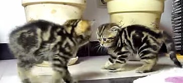 two kittens about to attack each other