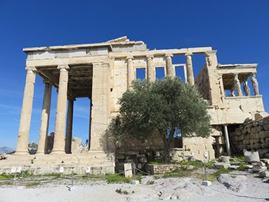Greek ruins and olive tree that has survived fire