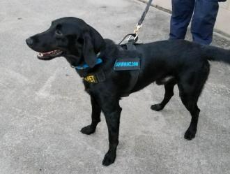 Hoover Alabama Galleria mall hires new gun-detecting security dogs, officers