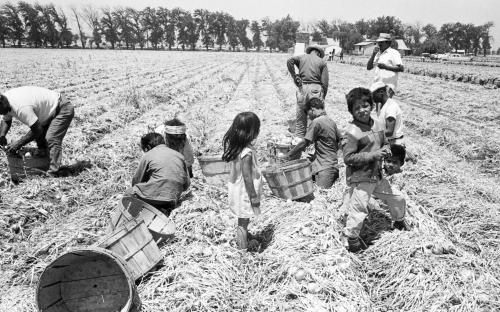 Children gleaning onions, California, 1961. Photograph by John Kouns.