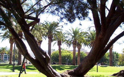 Bayramian Lawn