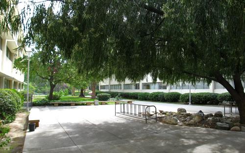 Eucalyptus - Live Oak Courtyard