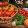 Picture of harvested tomatoes