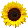 mmc sunflower