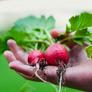 child&#039;s hand holds just-picked radishes