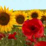 red poppies for Veterans Day and yellow sunflowers for HHD