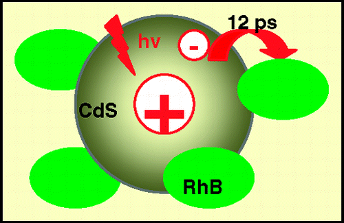 Ultrafast Charge Separation at CdS Quantum Dot/Rhodamine B Molecule Interface