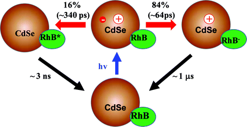 Competition between Energy and Electron Transfer from CdSe QDs to Adsorbed Rhodamine B