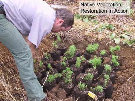 man planting native plants - native vegeation in action