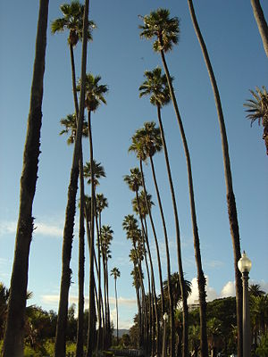 photo: Palm Trees in Santa Monica