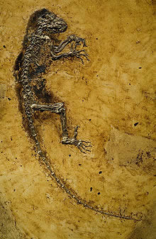 Darwinius massilae fossil