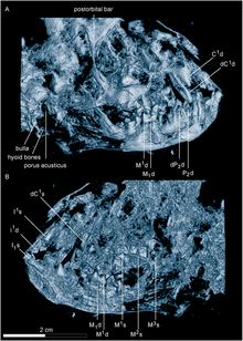 Darwinius massilae skull