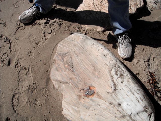 whale bones in dolomite