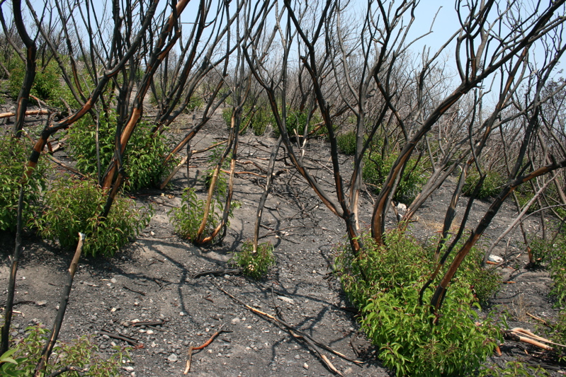 Malibu bluffs fire, January 2007