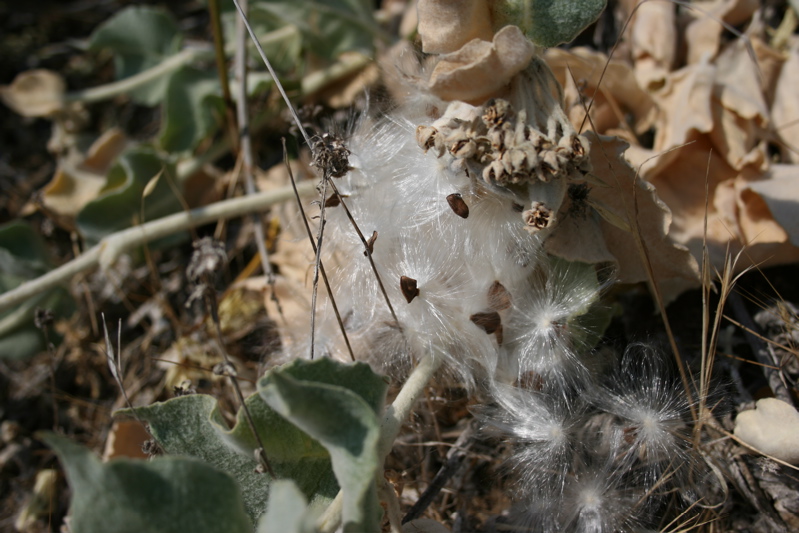 milkeweed seeds