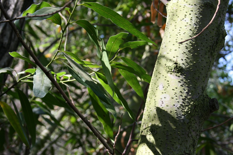 algae on bay tree