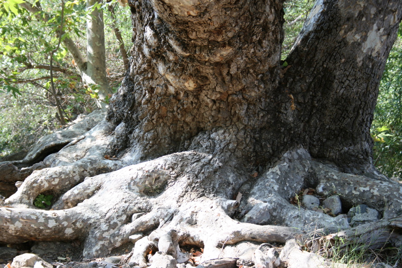 sycamore tree