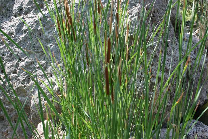 cat tails