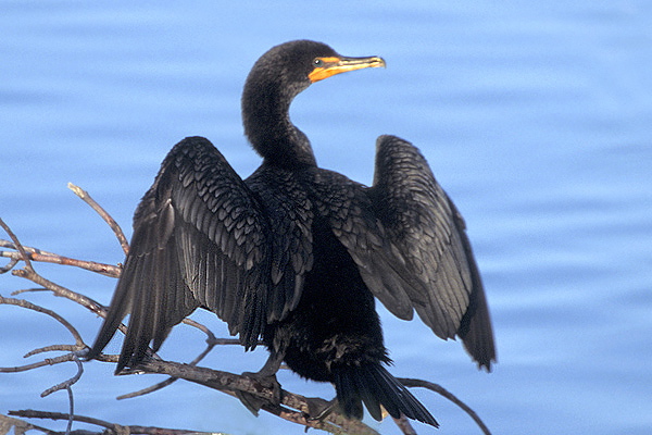 Double-crested Cormorant