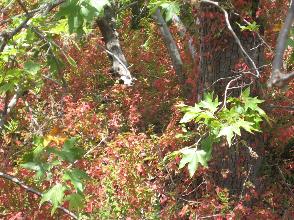 Sycamores & poison Oak