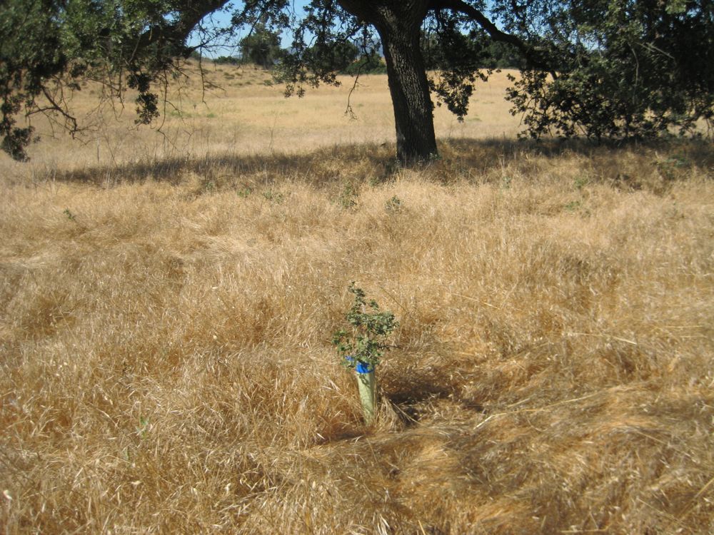 Live Oak sapling