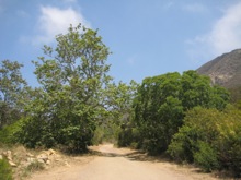 Big Sycamore Canyon