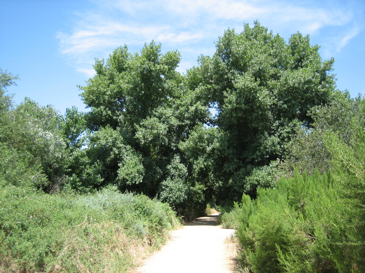 Cottonwoods (Populus fremontii)