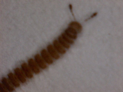 centipede